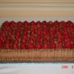 Happy's Signature Cake